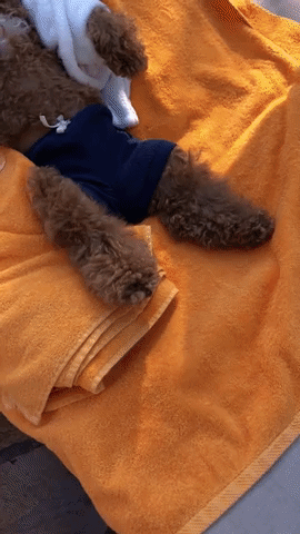 giphy__10_.gif