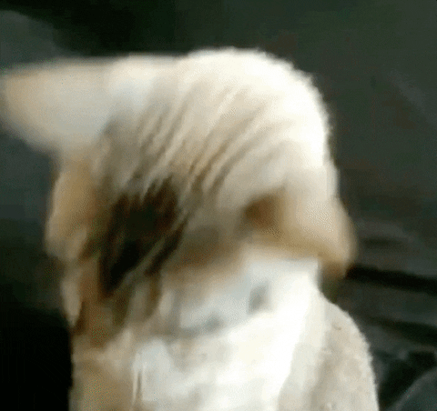 giphy__5_.gif